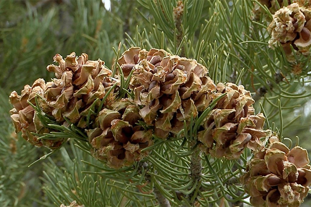 Pine nuts