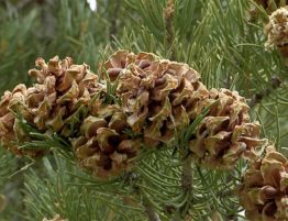 Pine nuts