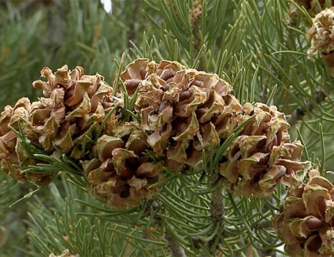 Pine nuts