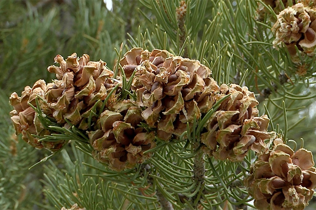 Pine nuts